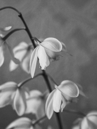 lapu-lapu-counselling-support-vancouver-grief-and-trauma-counselling-vancouver-asian-therapist-vancouver- lapu-lapu-counselling-support-vancouver-grief-and-trauma-counselling-vancouver-asian-therapist-vancouver-
