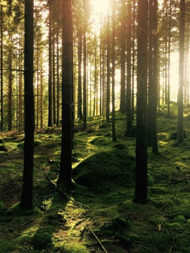 haven-wellness-vancouver-trauma-therapy haven-wellness-vancouver-trauma-therapy